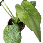 Alocasia Cucullata Panaché Menthe