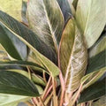 Philodendron Pink Birkin