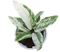 Anthurium Bonplandii Narrow Albo Variegated mature plant