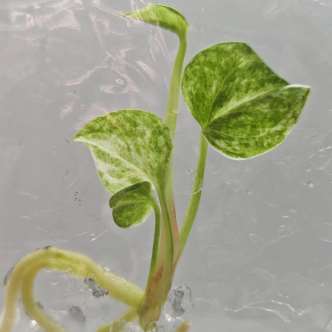 Anthurium Bonplandii Narrow Pink Variegated tissue culture plantlet