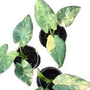 Alocasia Puber Aurea Panaché