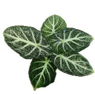 Alocasia Freckle Ninja Panaché