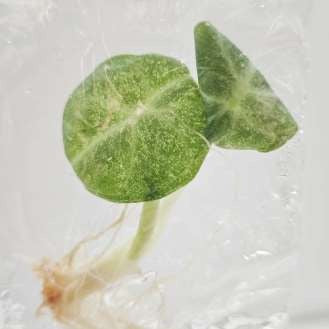Alocasia Freckle Ninja Panaché