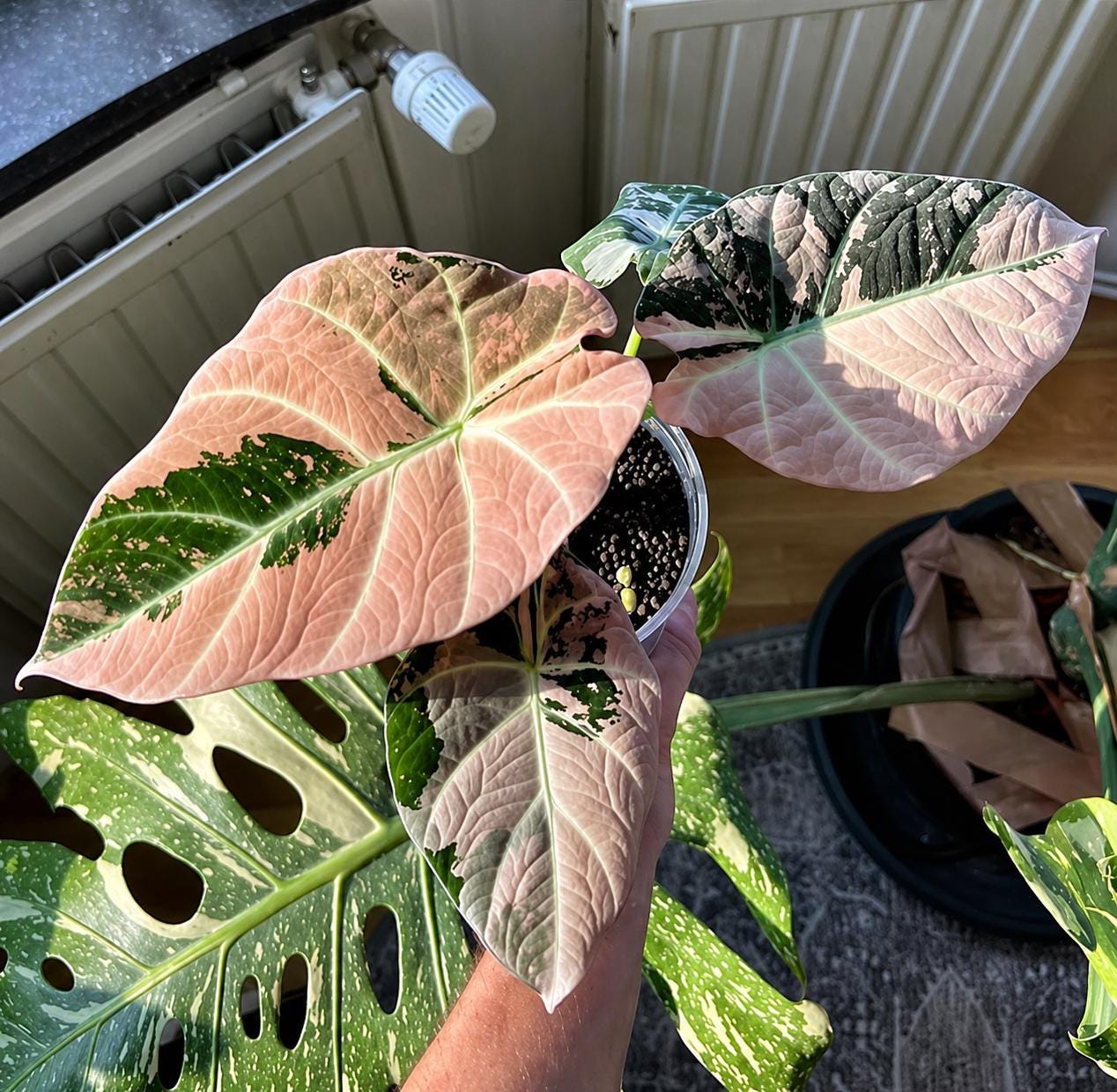 Black Velvet Pink-Albo