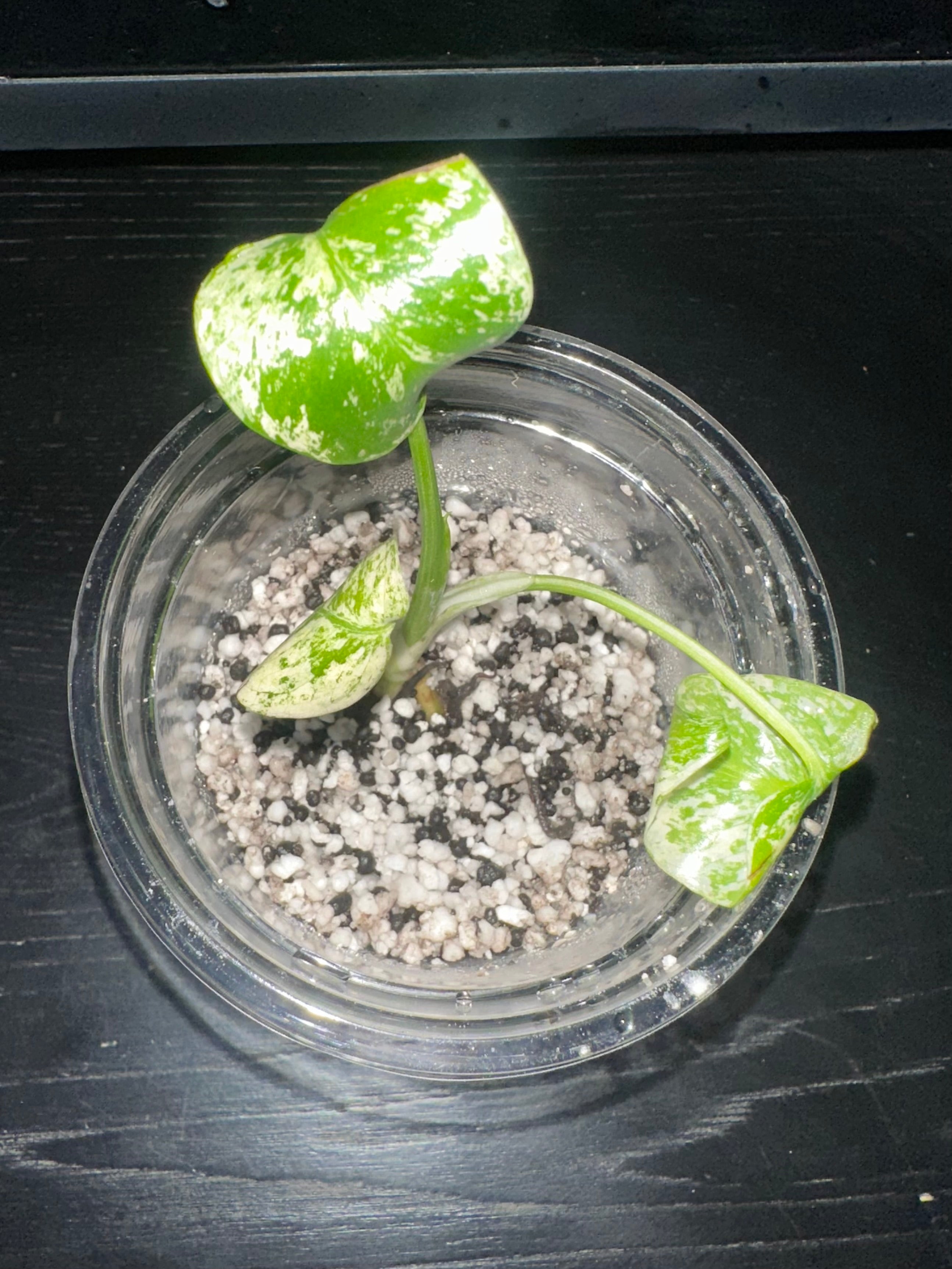 Monstera Mint Variegated
