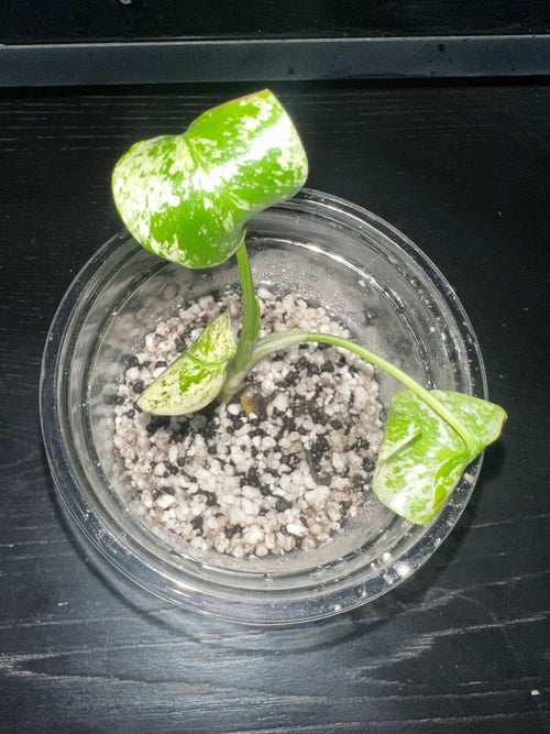 Monstera Mint Variegated