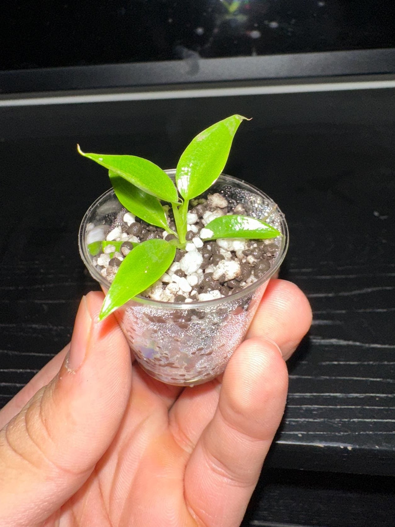 Philodendron Spiritus Sancti (Rear)