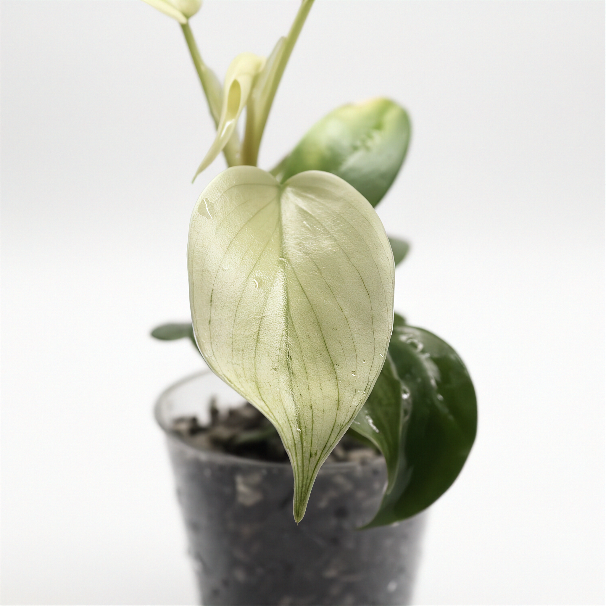 Philodendron Florida Ghost
