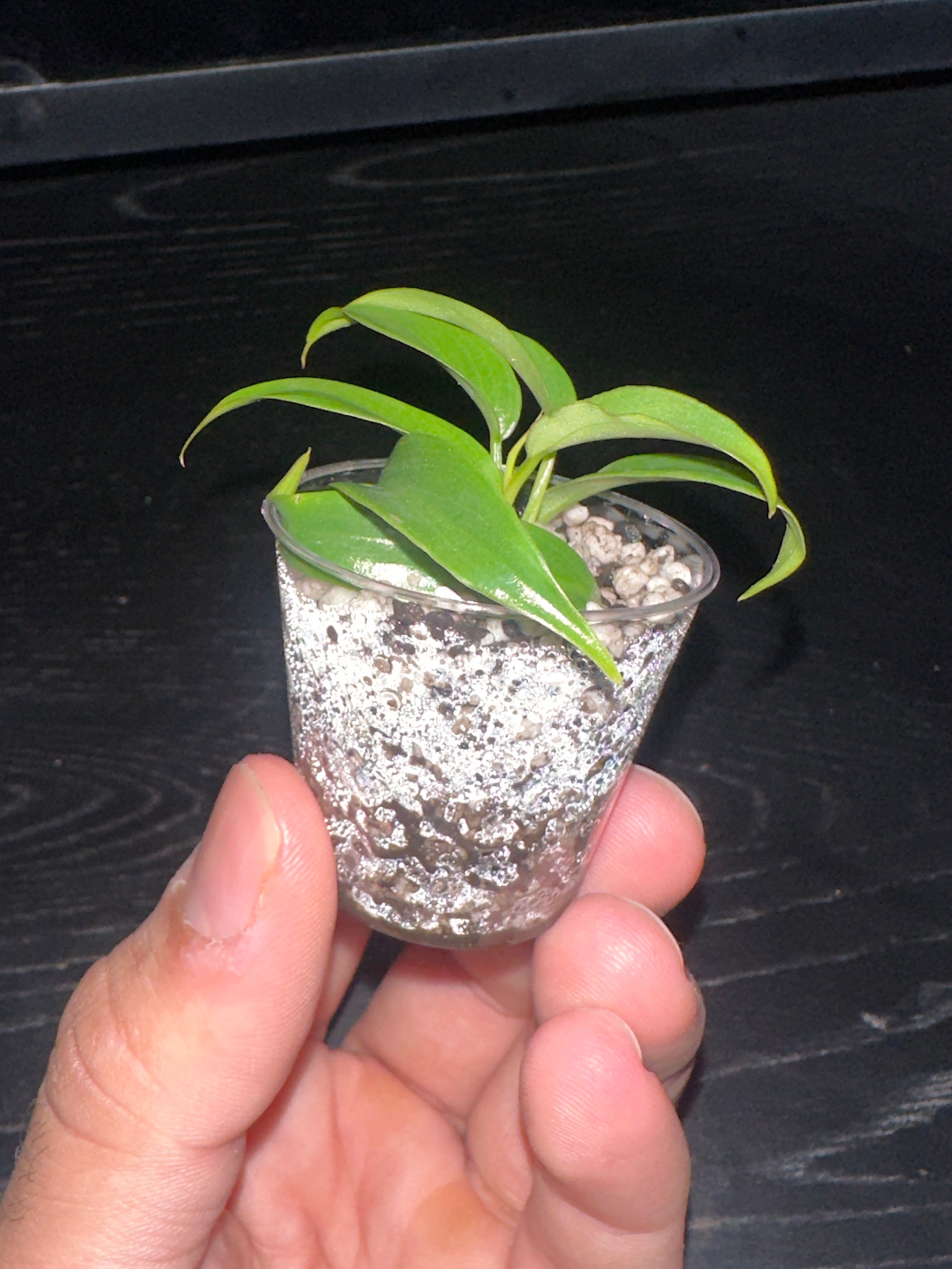 Philodendron Florida Beauty x Tortum