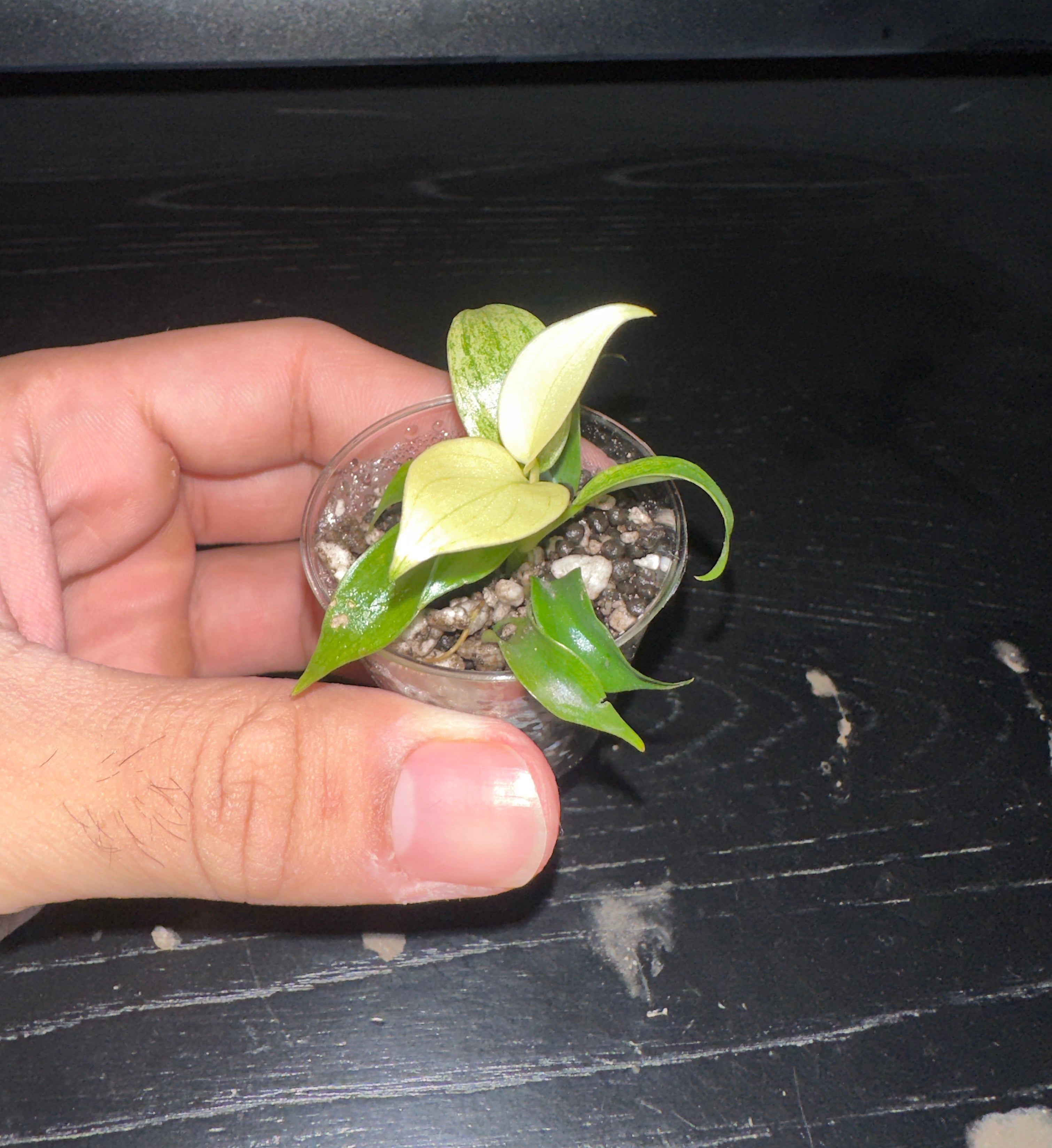 Philodendron Florida Ghost