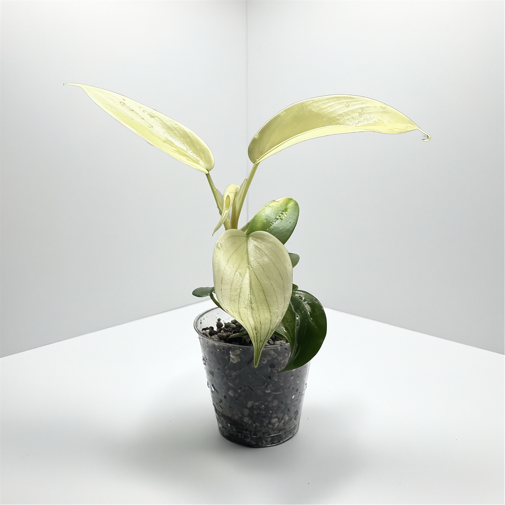 philodendron florida ghost Philodendron Florida Ghost – AgaPlantz