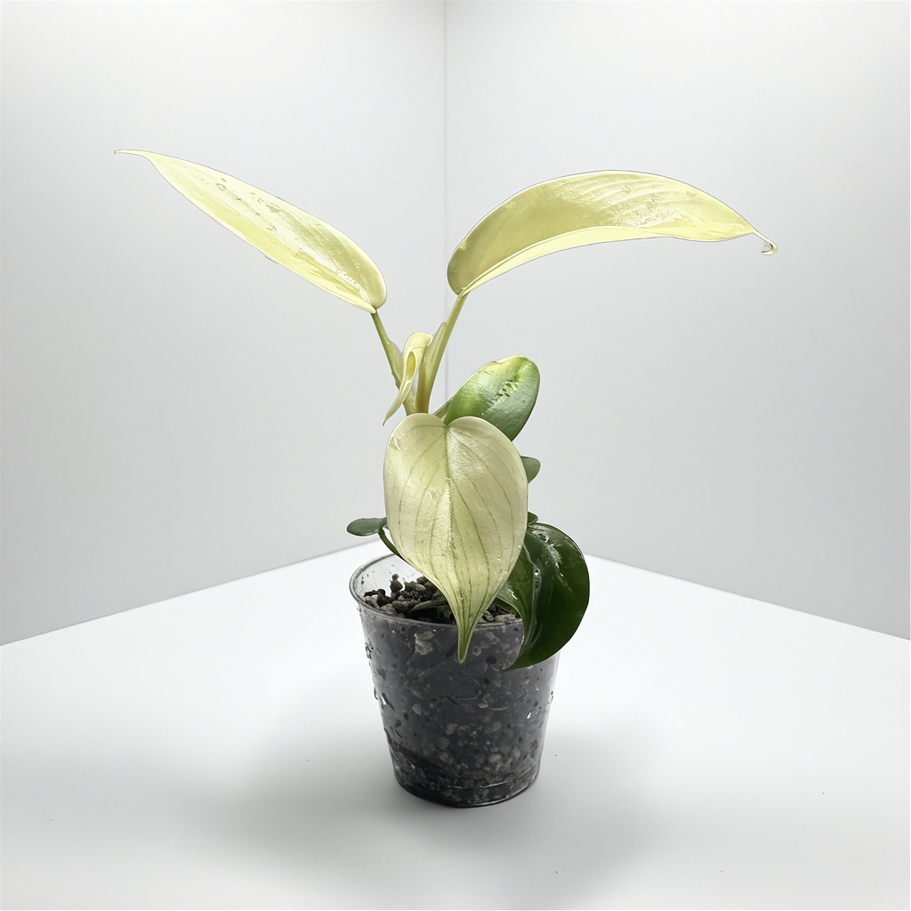 Philodendron Florida Ghost