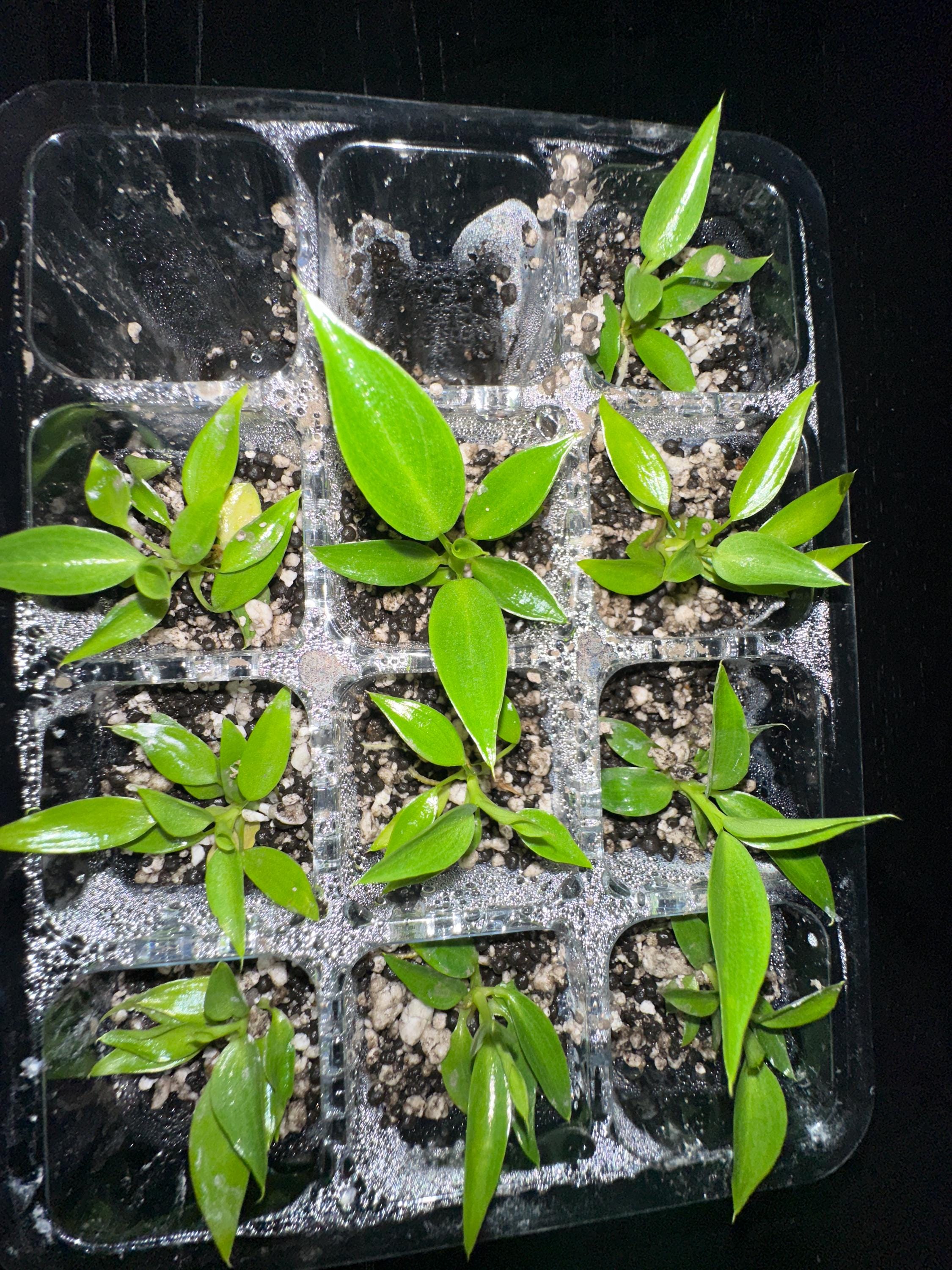 Philodendron Spiritus Sancti (Rear)