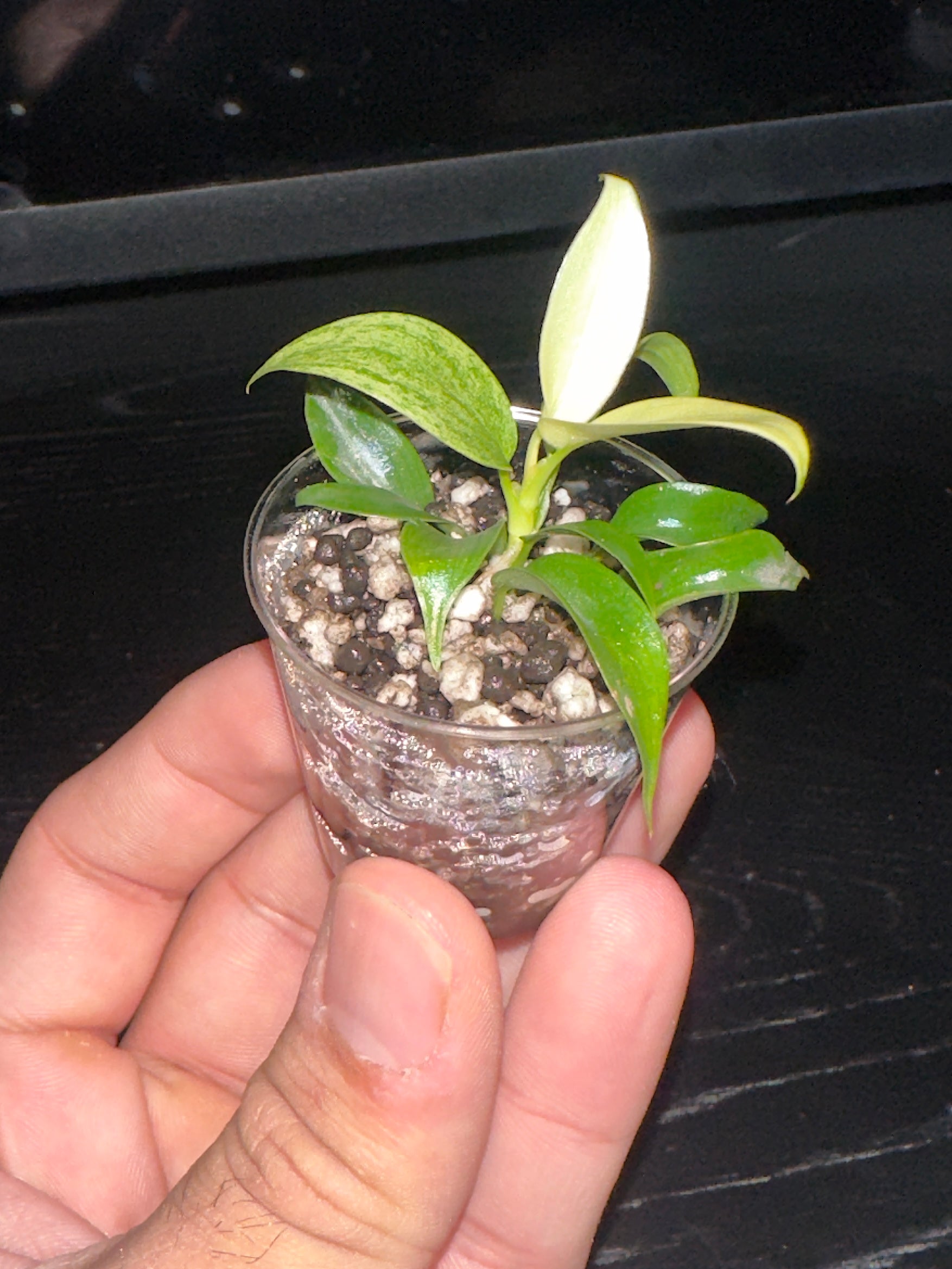 Philodendron Florida Ghost