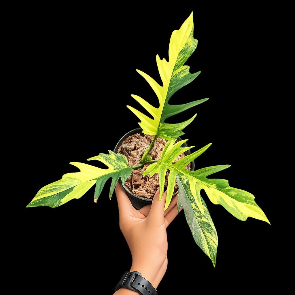 Philodendron Florida Beauty x Tortum