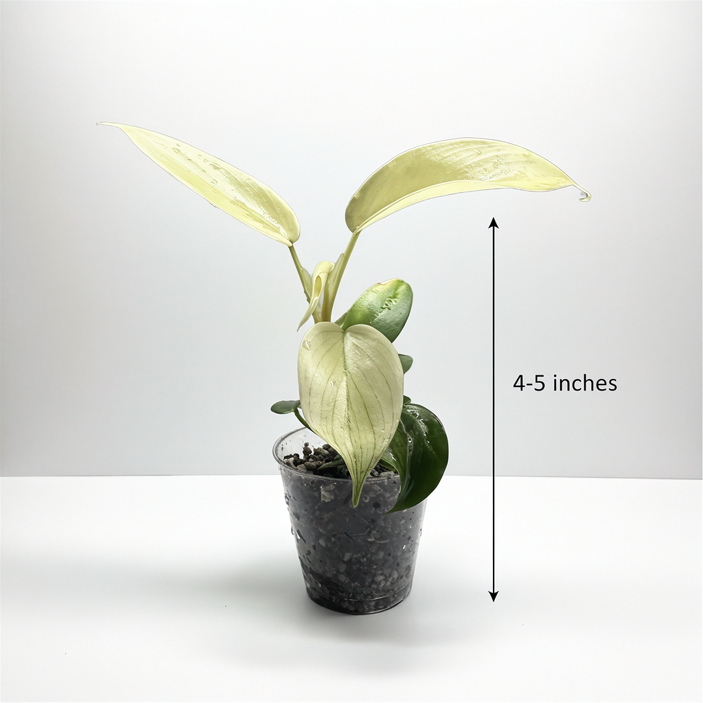 Philodendron Florida Ghost