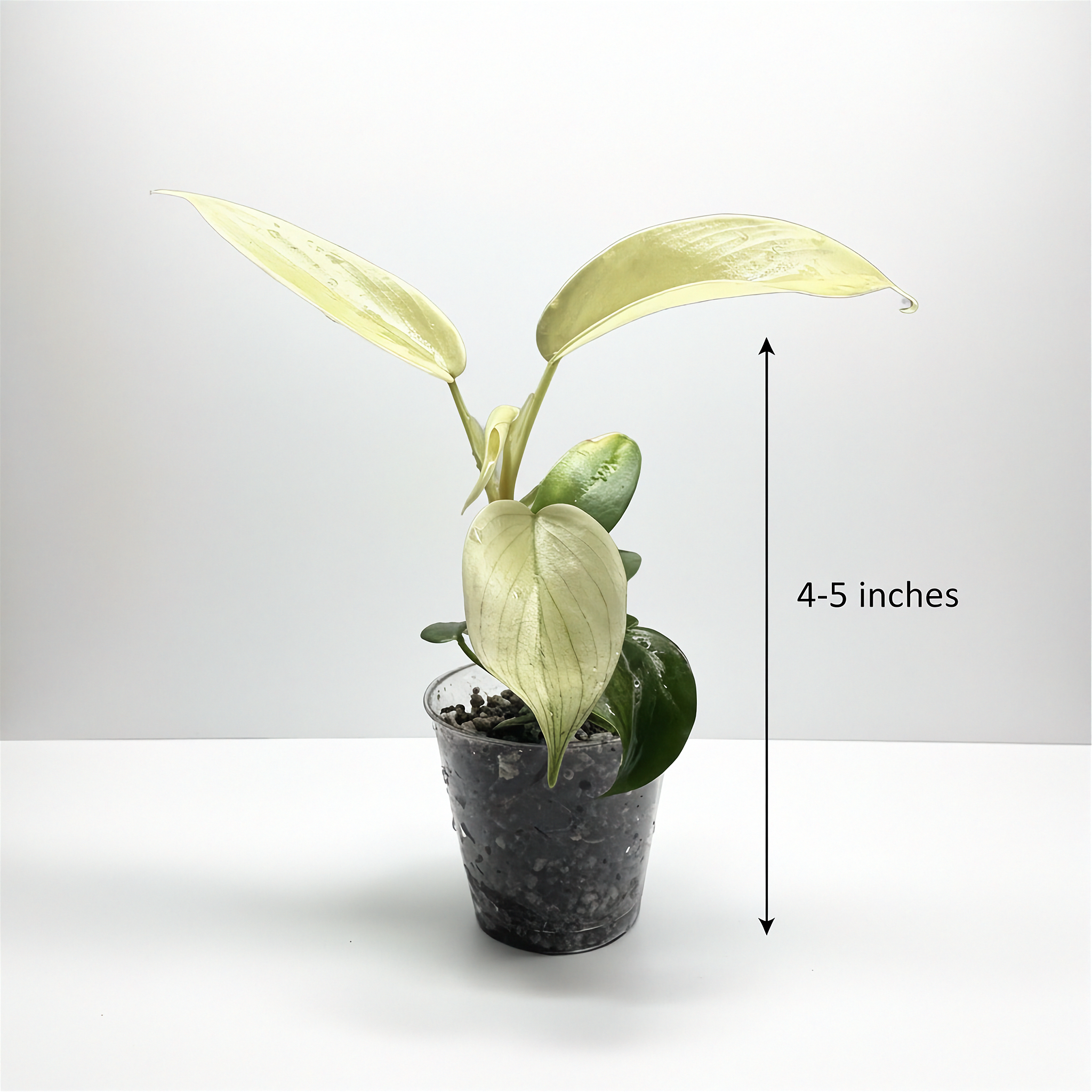 Philodendron Florida Ghost