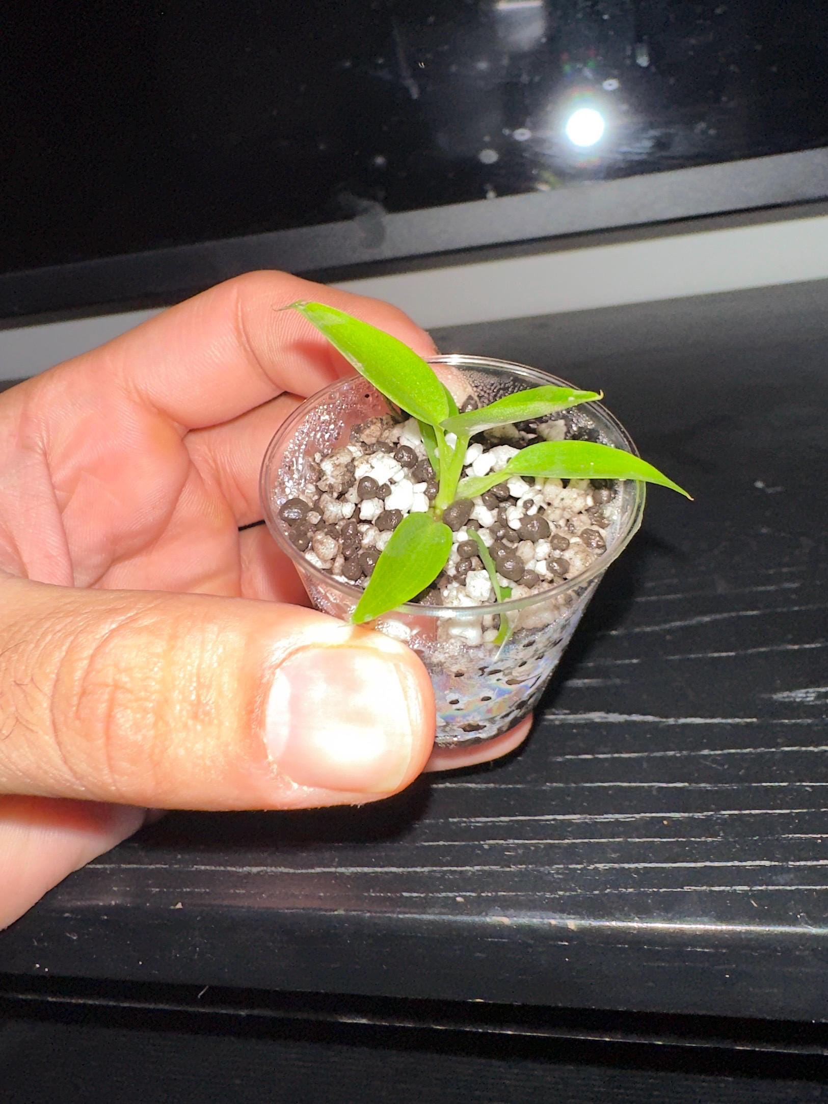 Philodendron Spiritus Sancti (Rear)