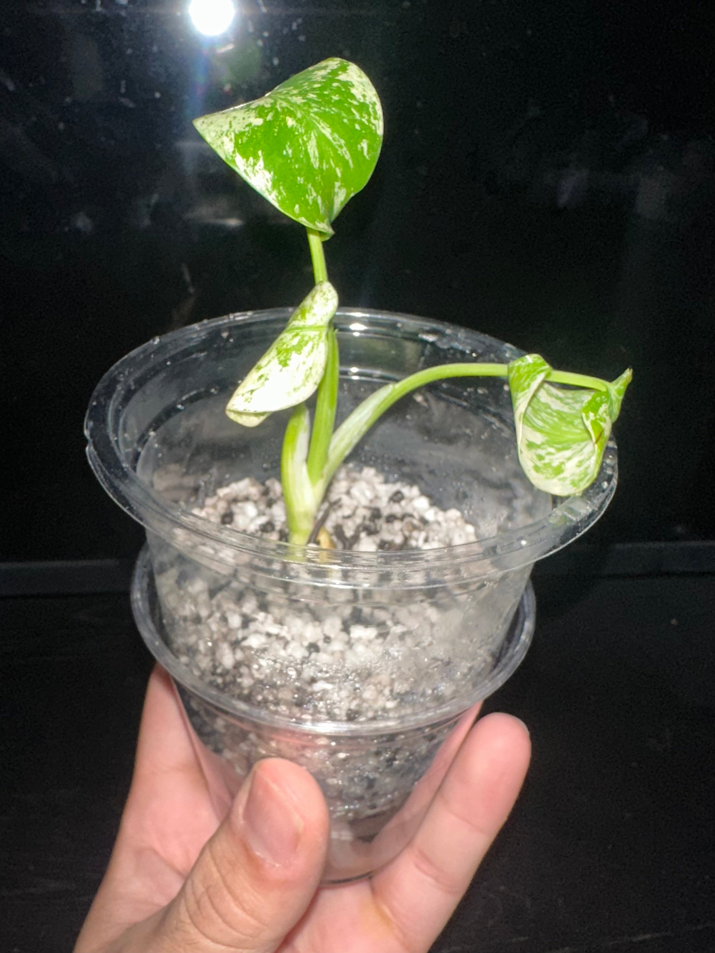 Monstera Mint Variegated