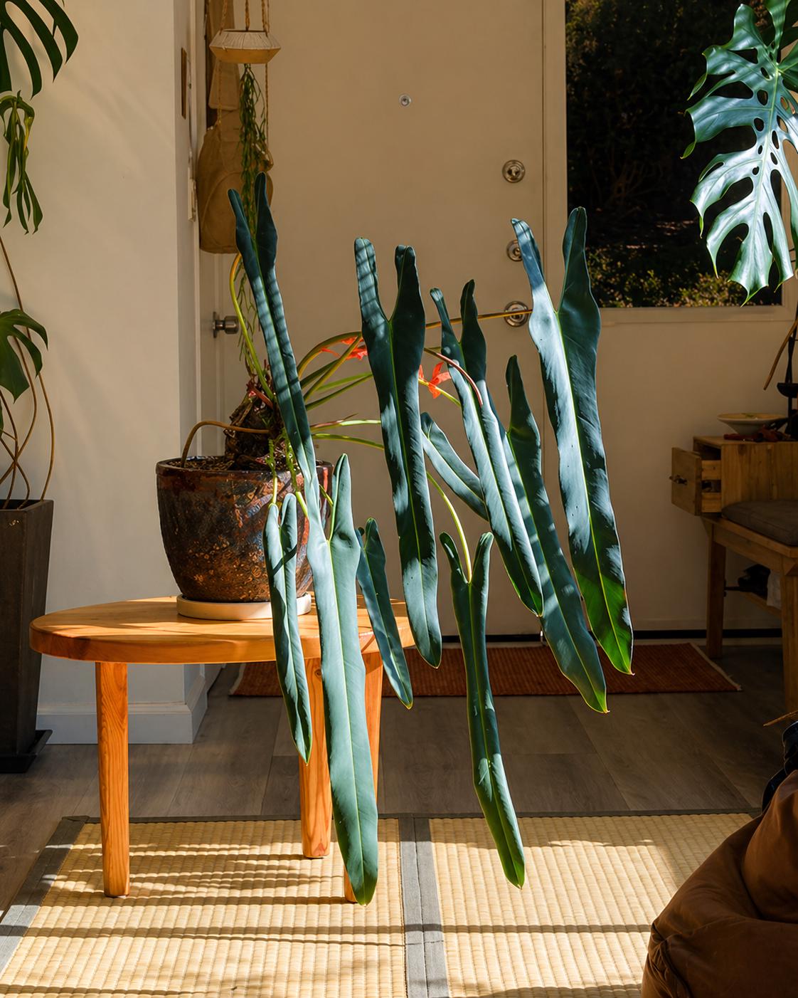 Philodendron Spiritus Sancti (Rear)