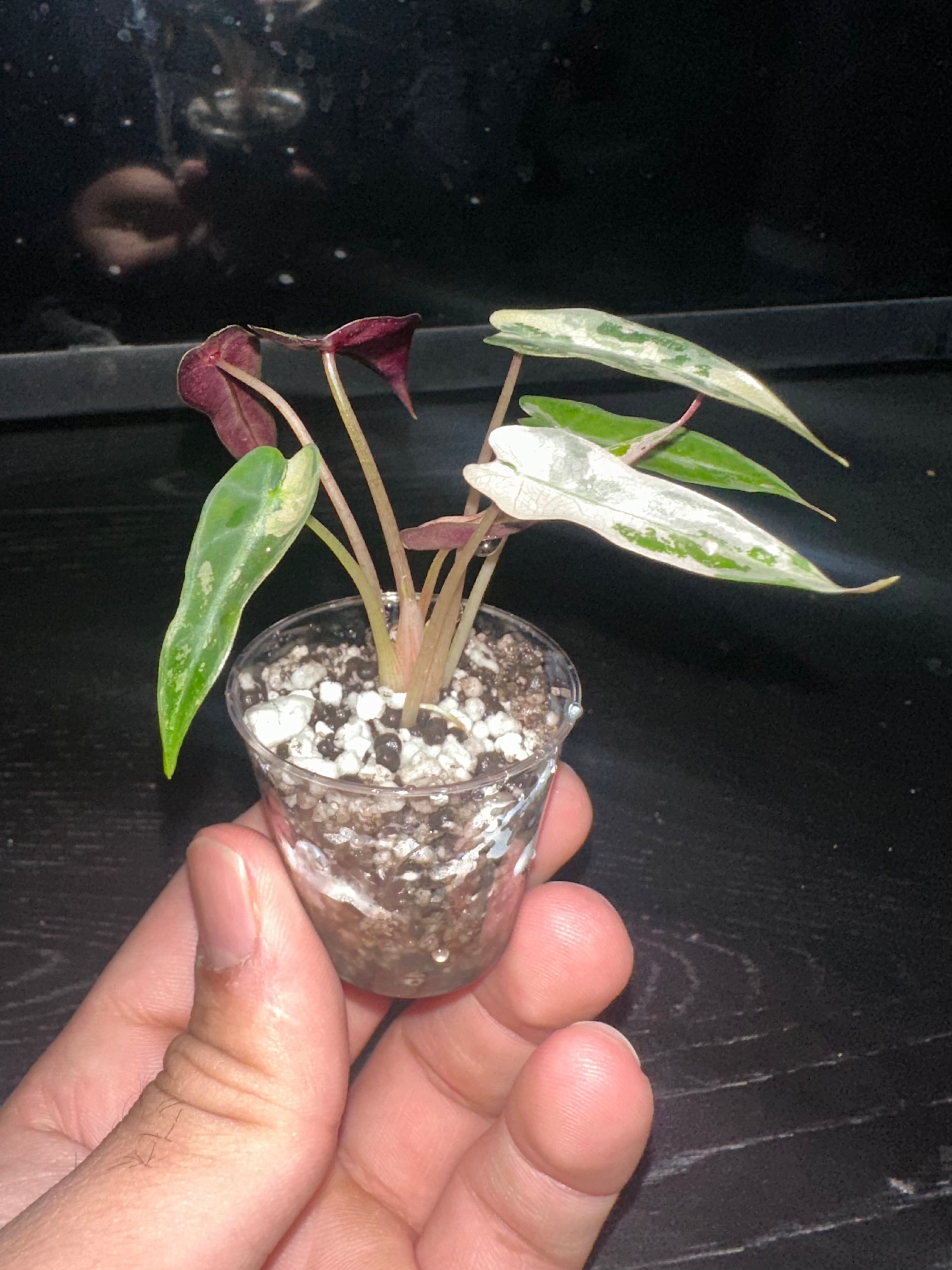 Alocasia Bambino Pink