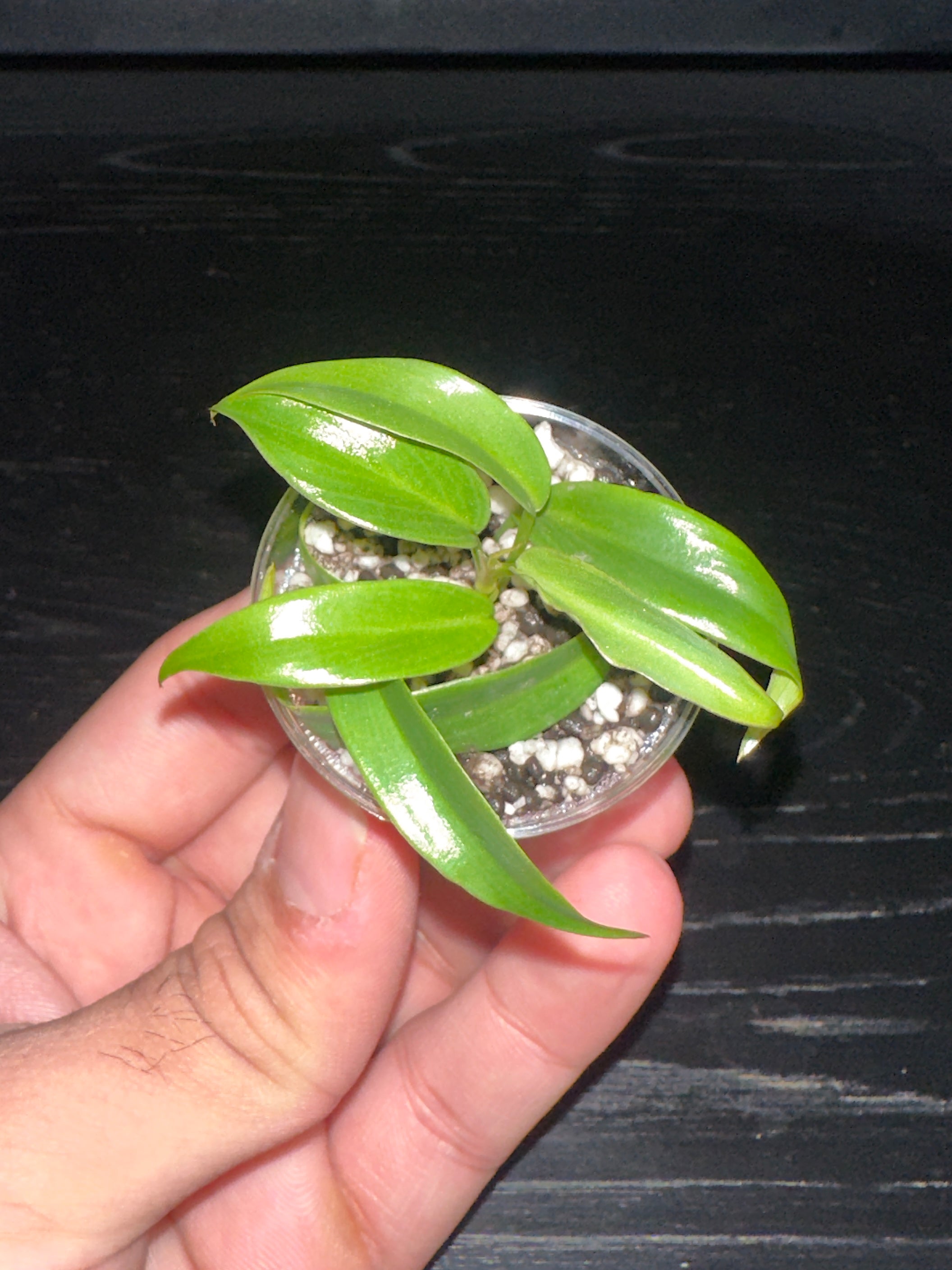 Philodendron Florida Beauty x Tortum