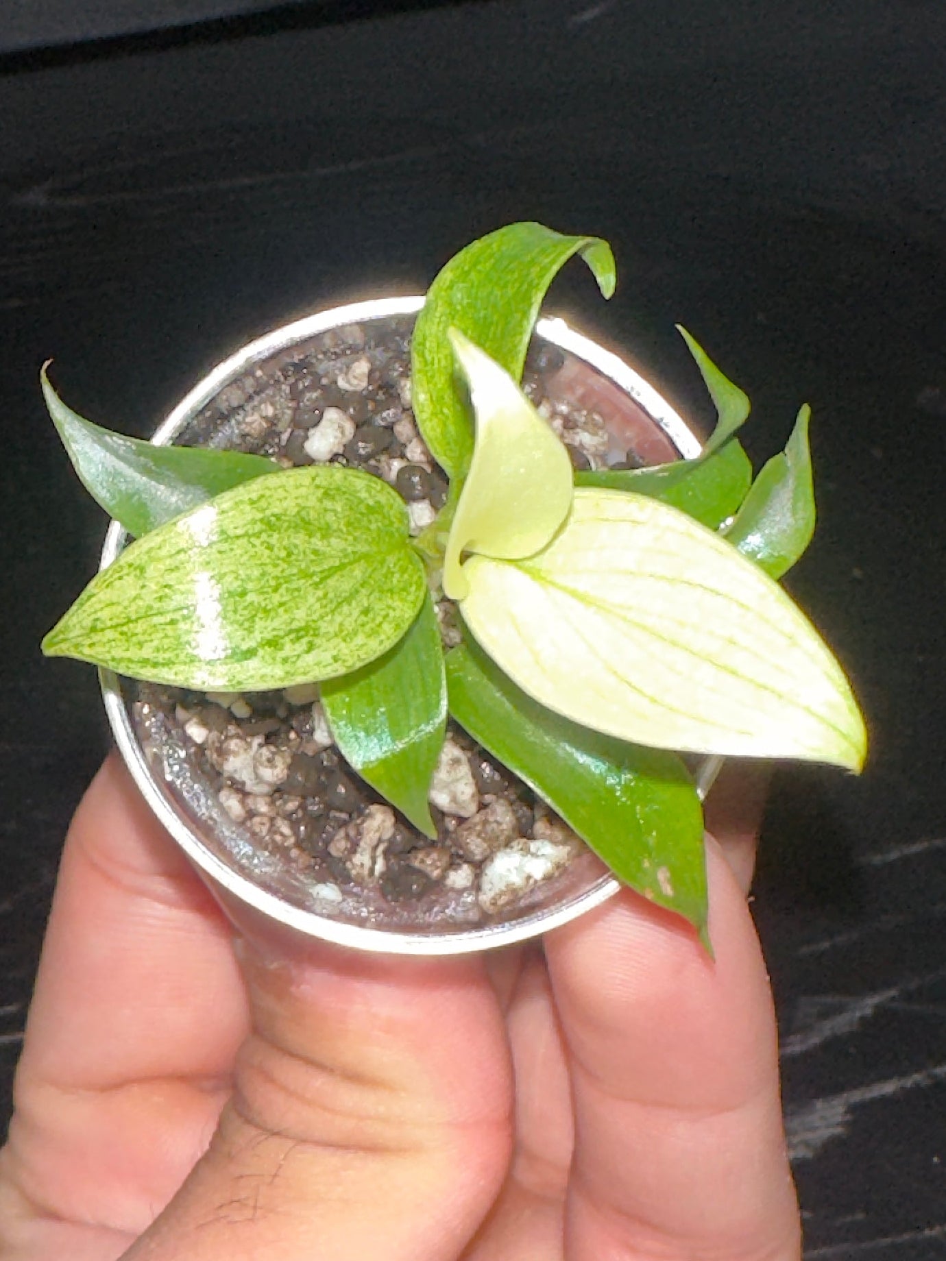 Philodendron Florida Ghost