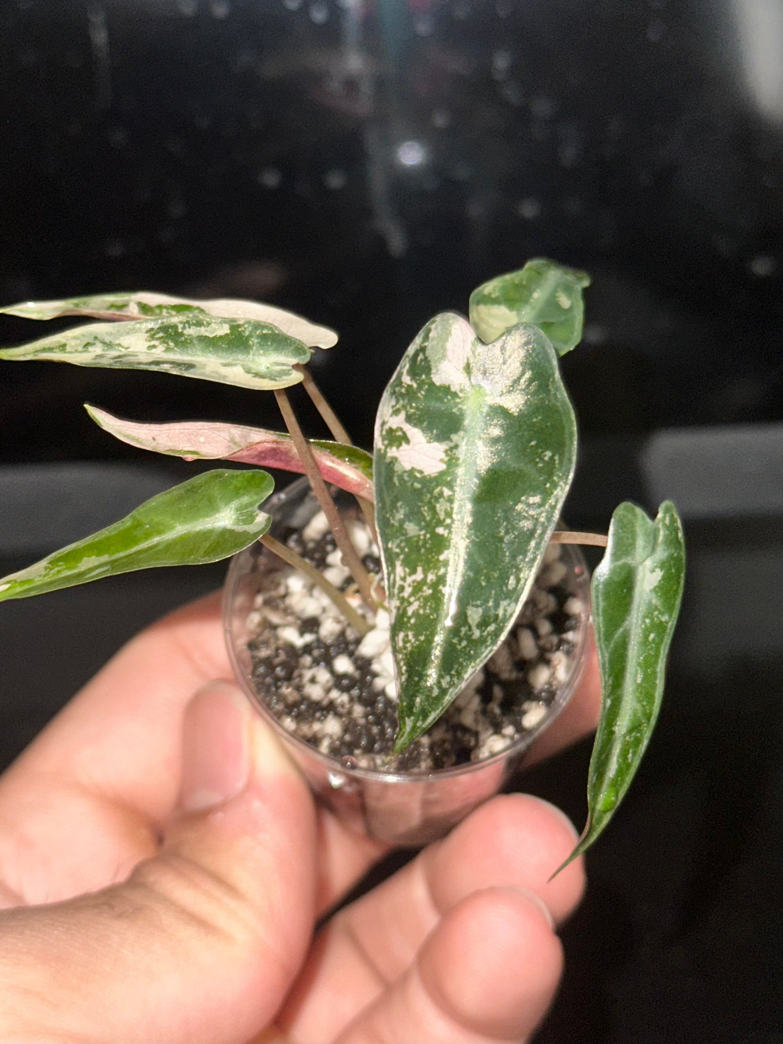Alocasia Bambino Pink