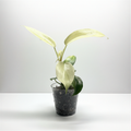 Philodendron Florida Ghost