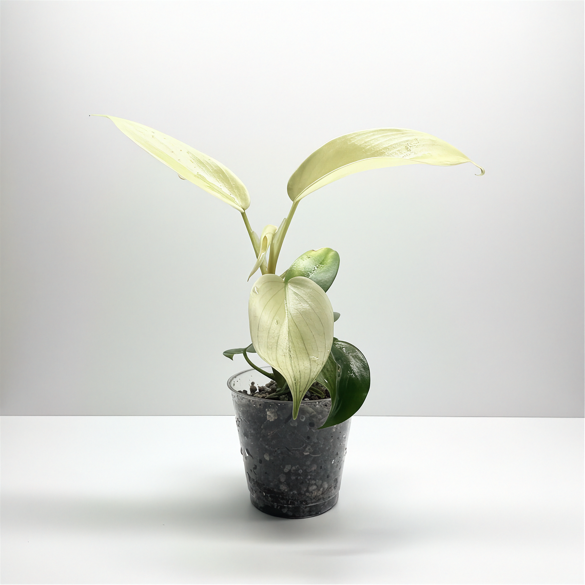 Philodendron Florida Ghost rooted plant