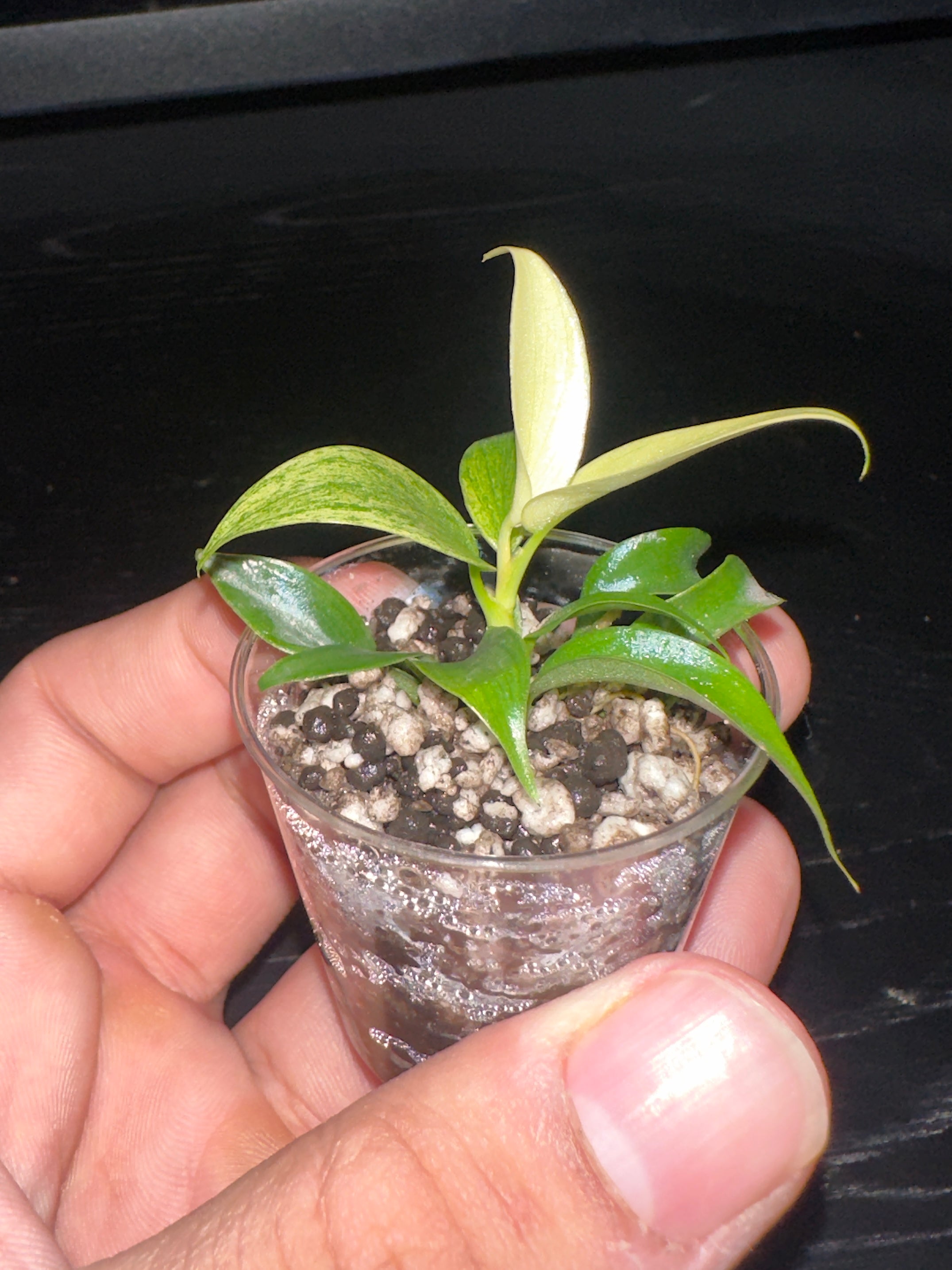 Philodendron Florida Ghost