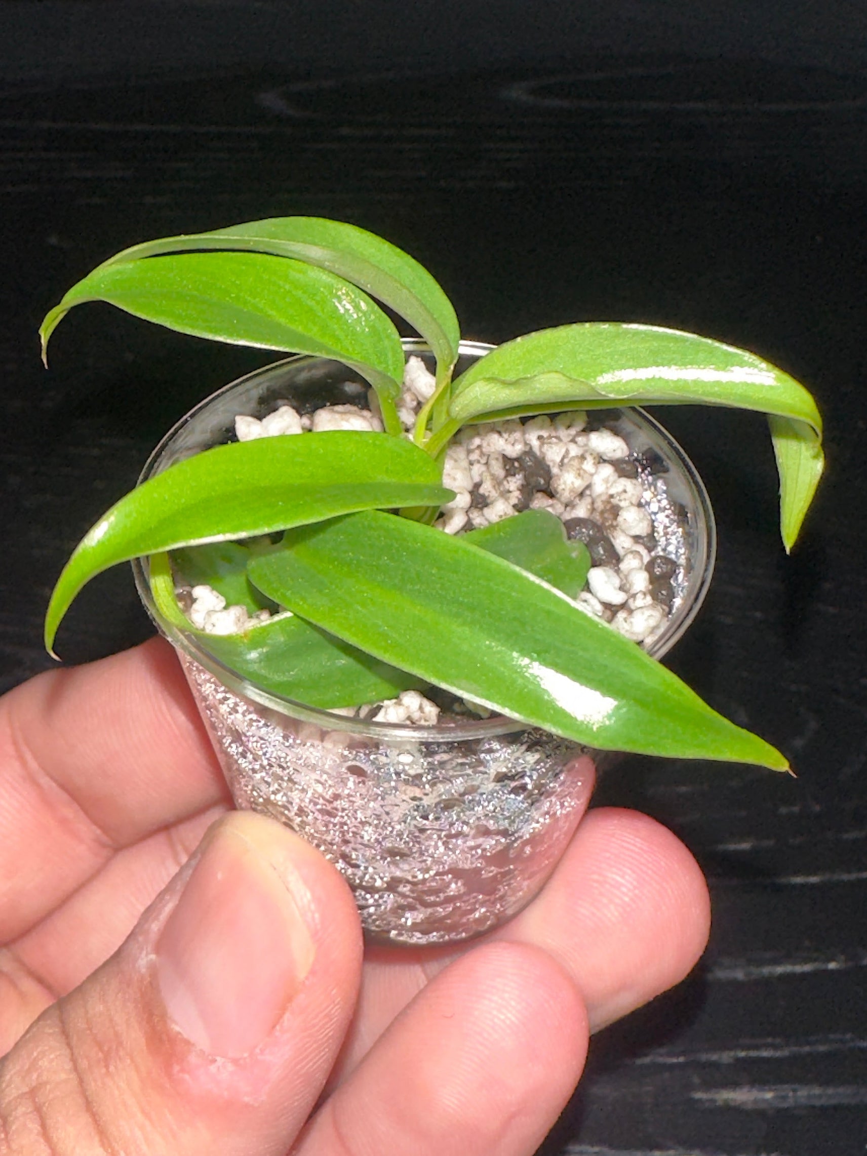 Philodendron Florida Beauty x Tortum