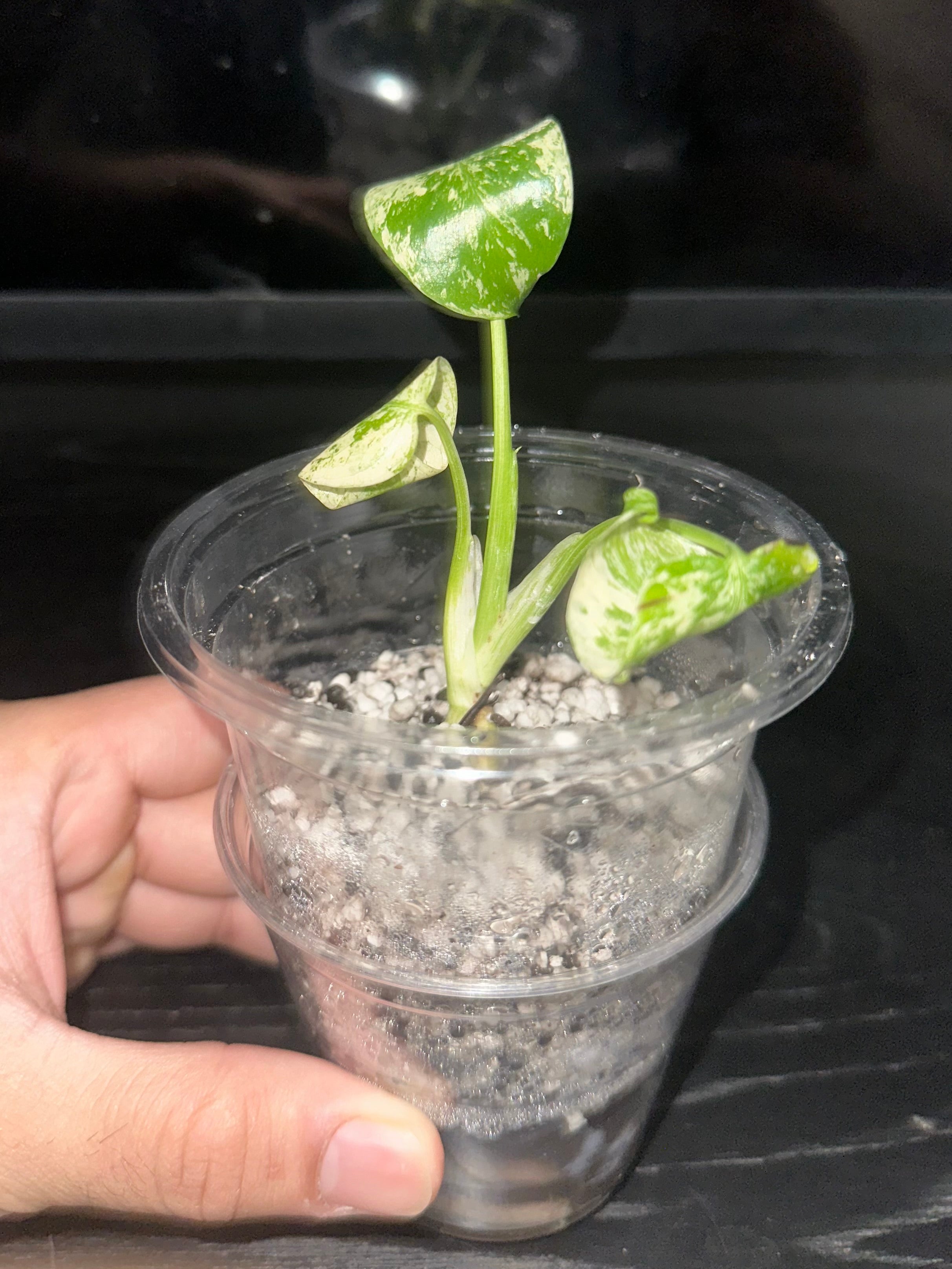 Monstera Mint Variegated