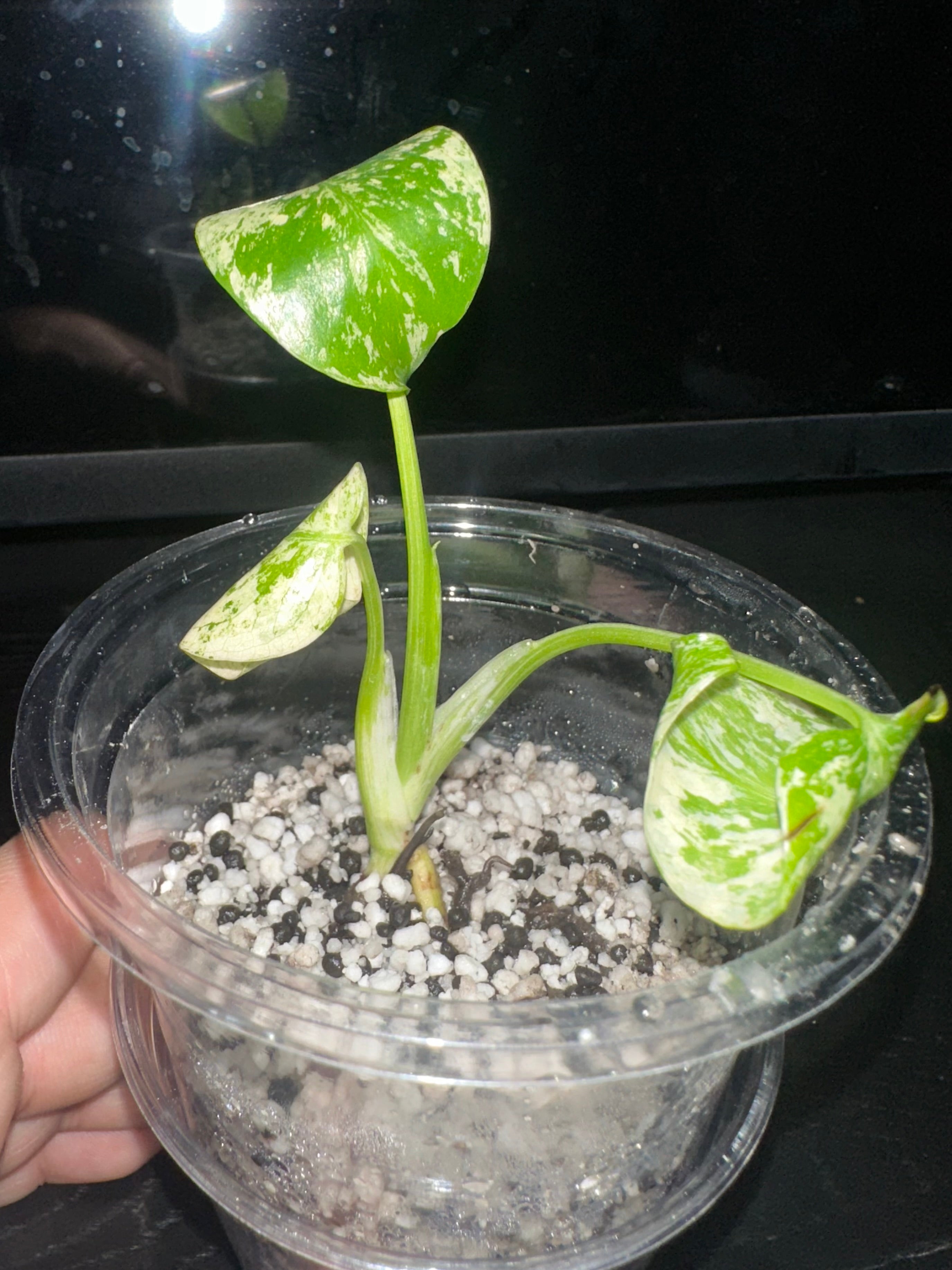 Monstera Mint Variegated