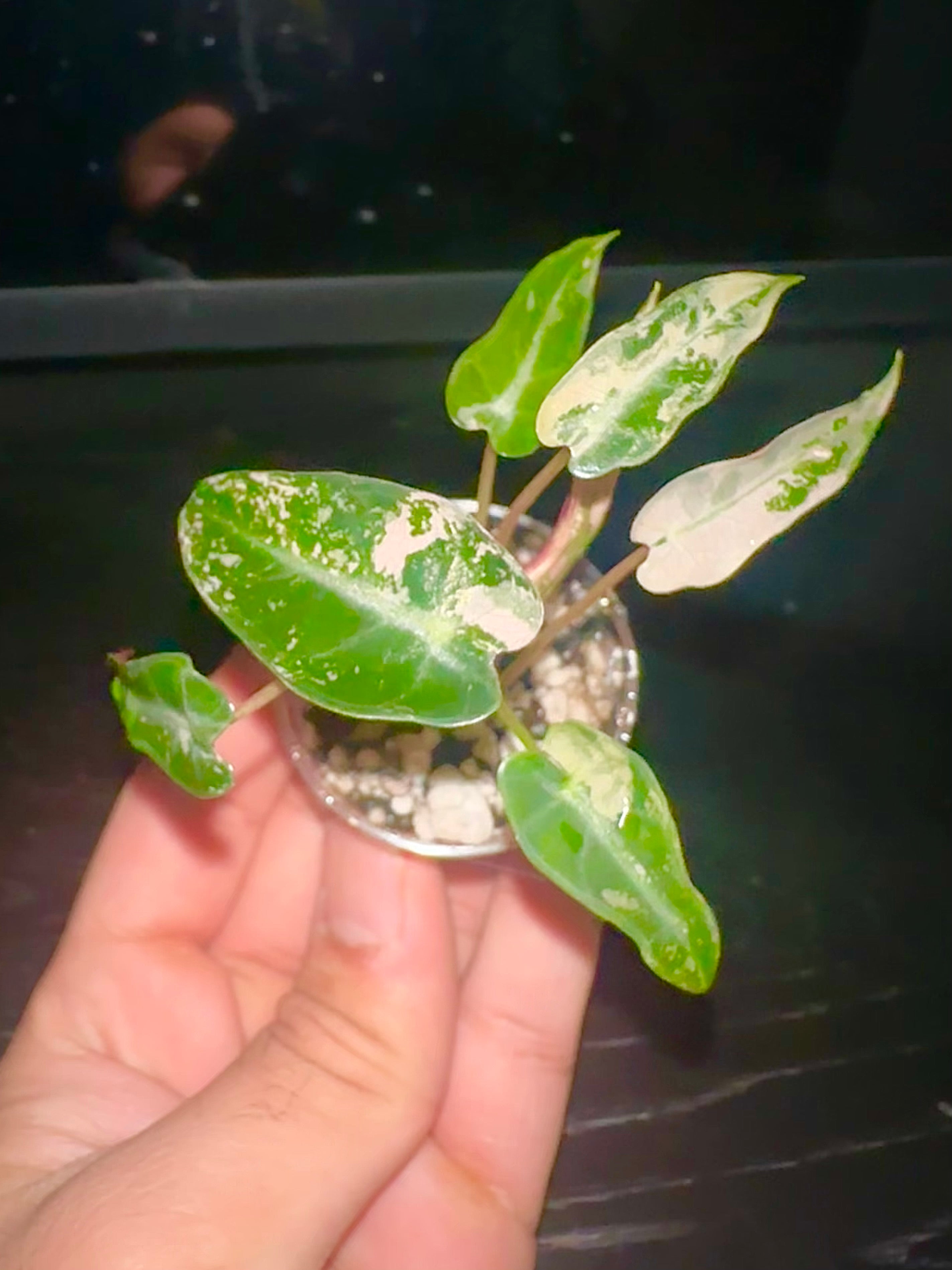 Alocasia Bambino Pink