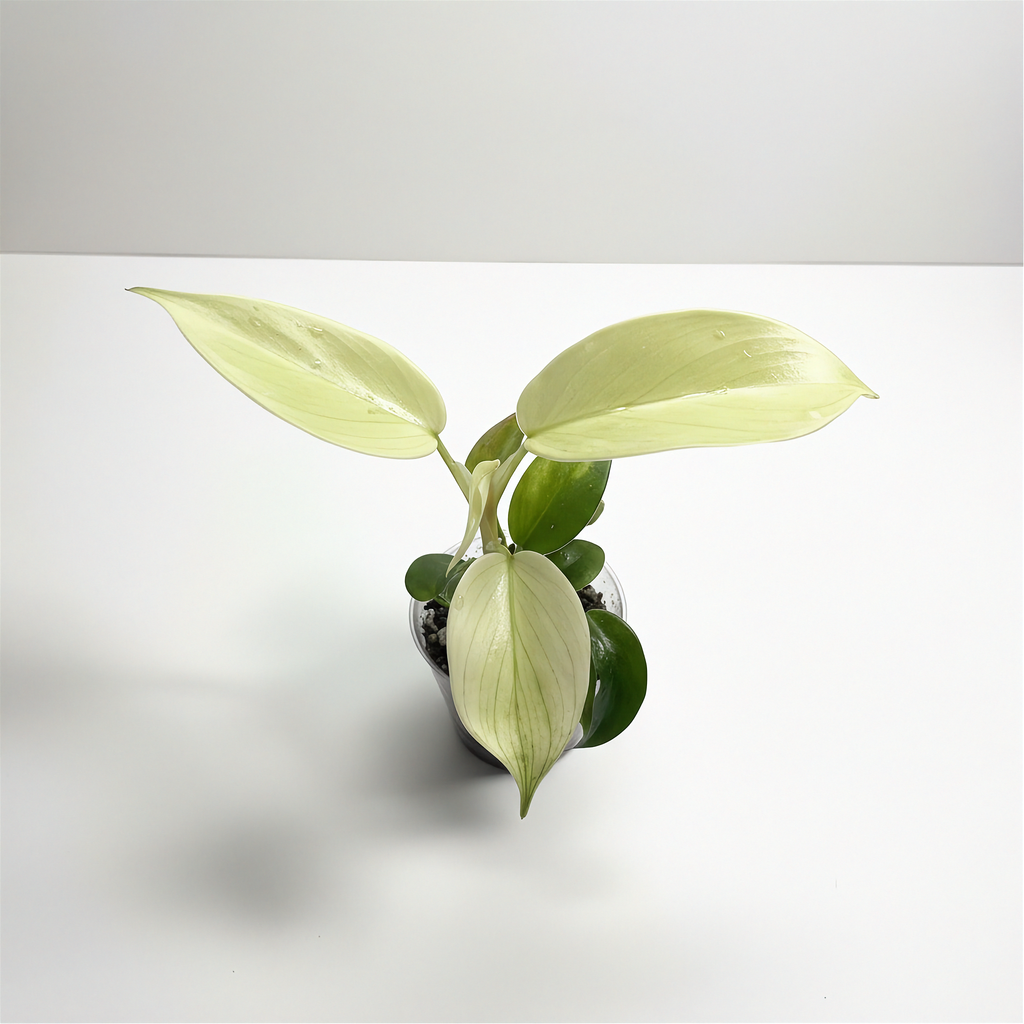 Philodendron Florida Ghost