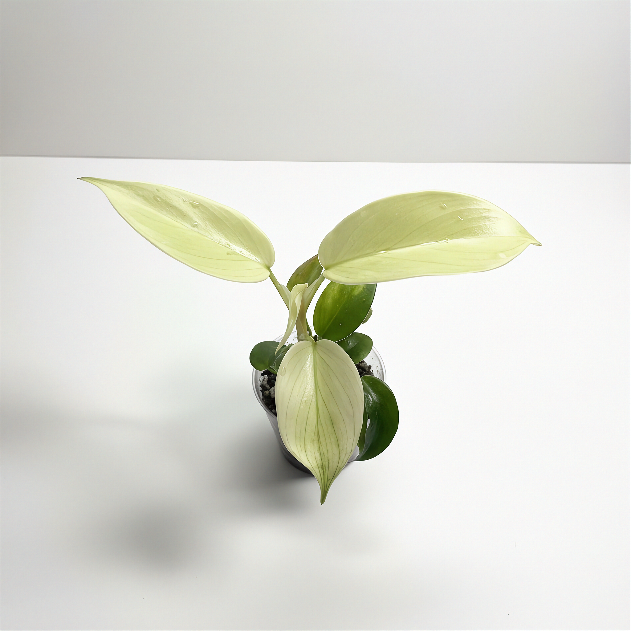 Philodendron Florida Ghost