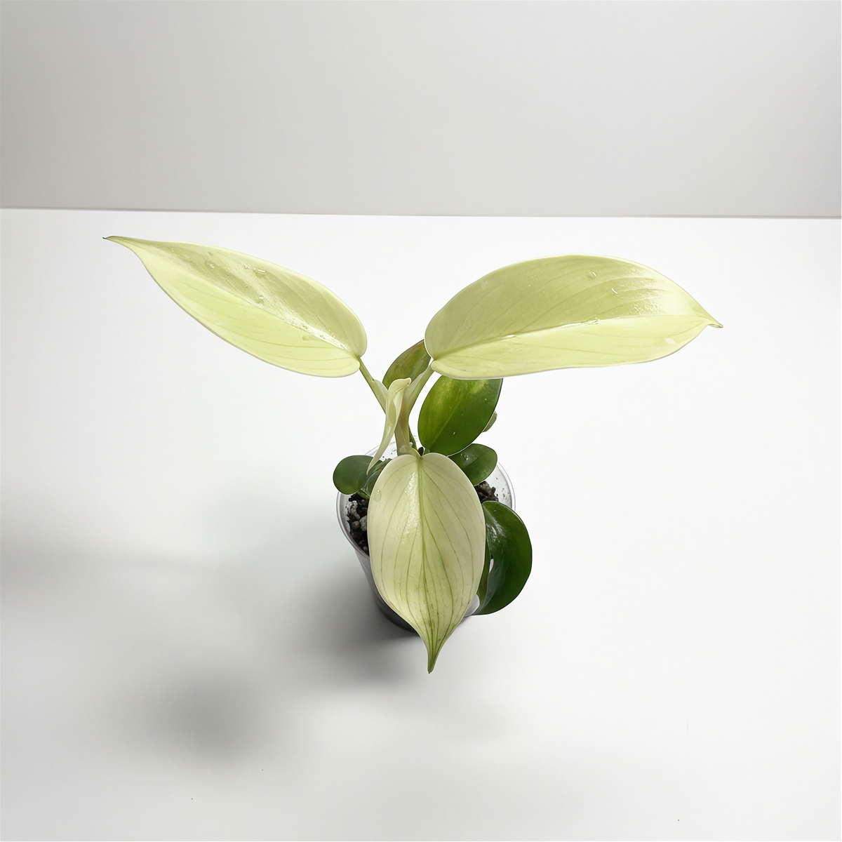 Philodendron Florida Ghost new leaf
