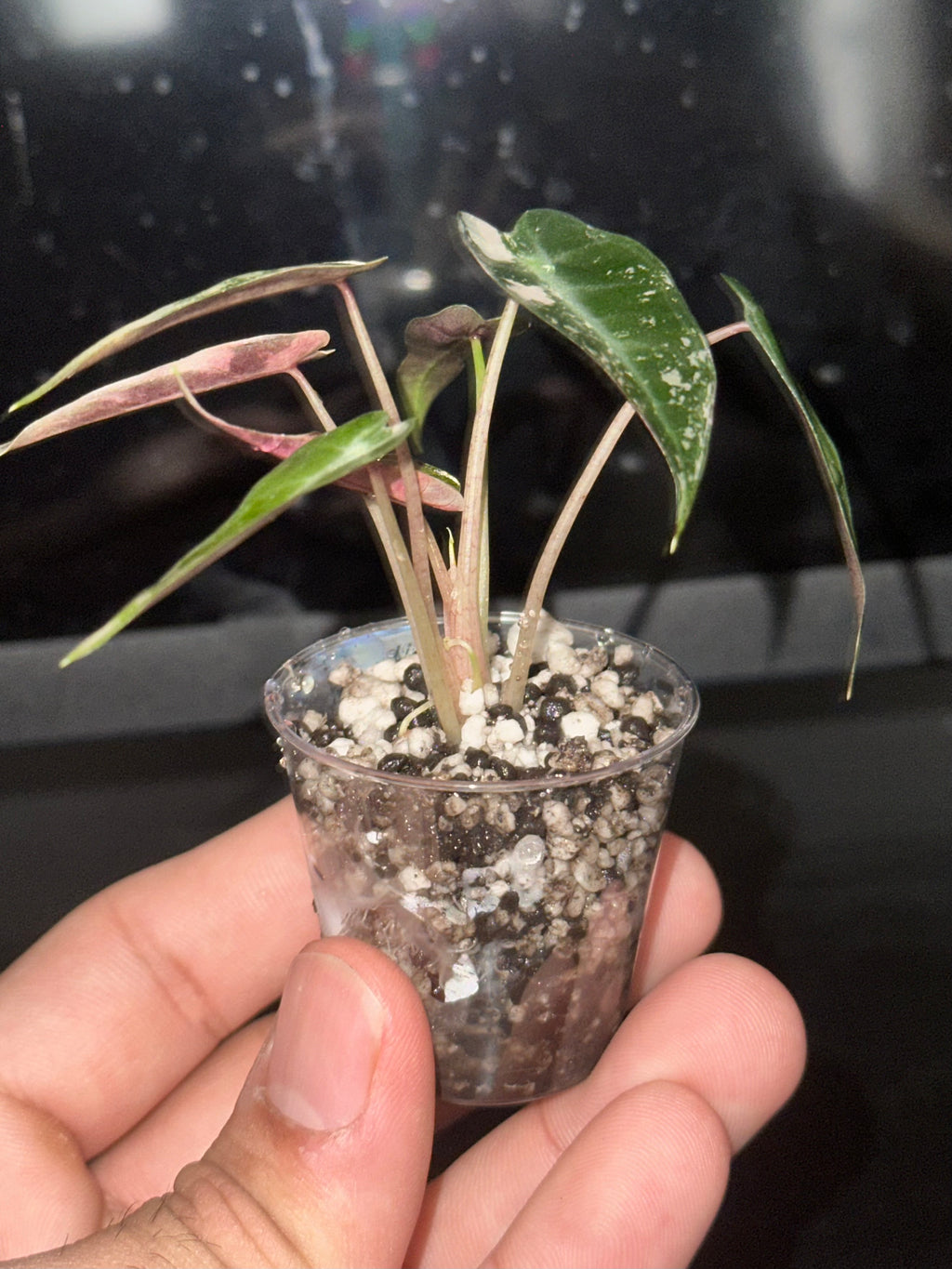 Alocasia Bambino Pink