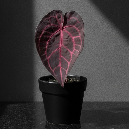 Anthurium SKG Red Crystallinum X Tezula Red Crystallinum