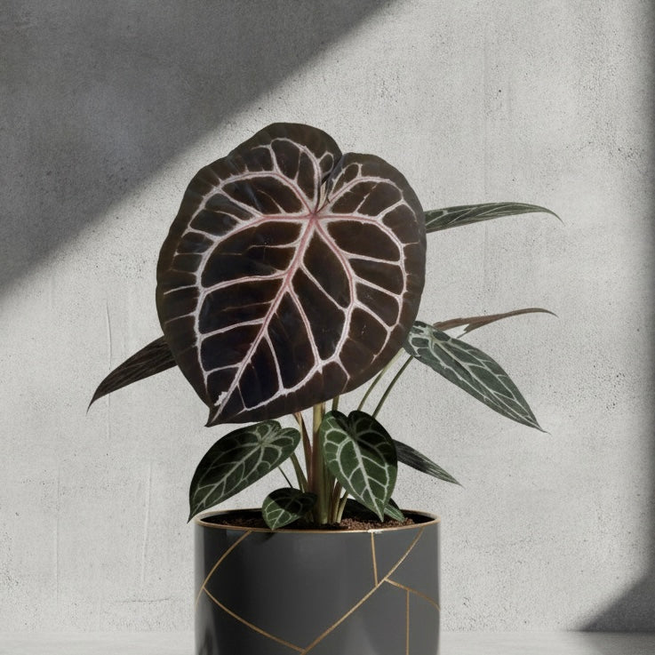 Anthurium Red Crystallinum × Wonderboy