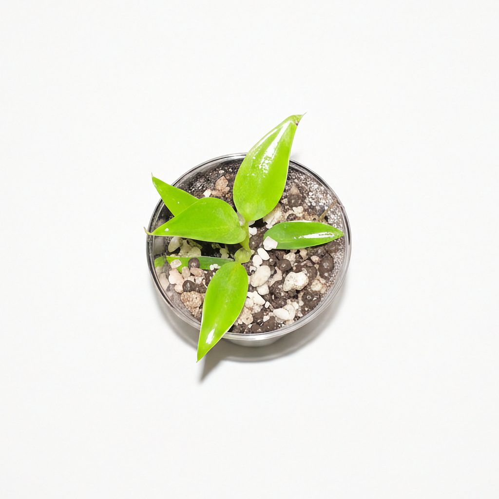 Philodendron Spiritus Sancti