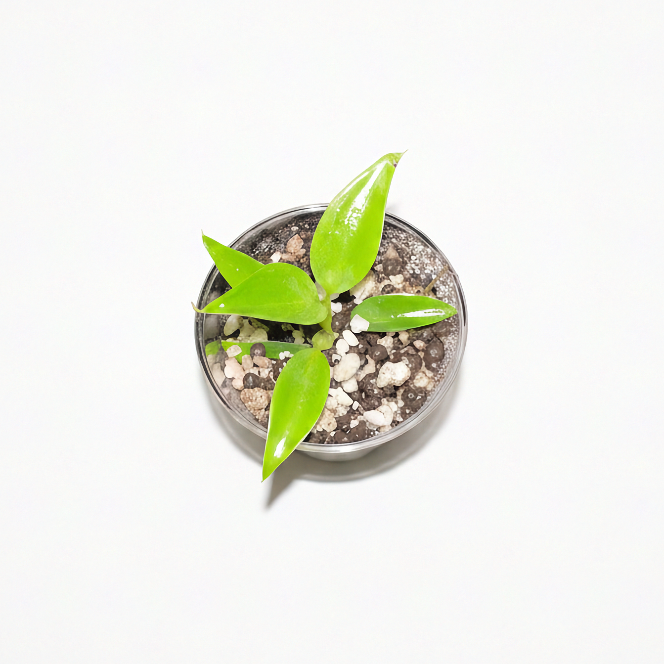 Philodendron Spiritus Sancti