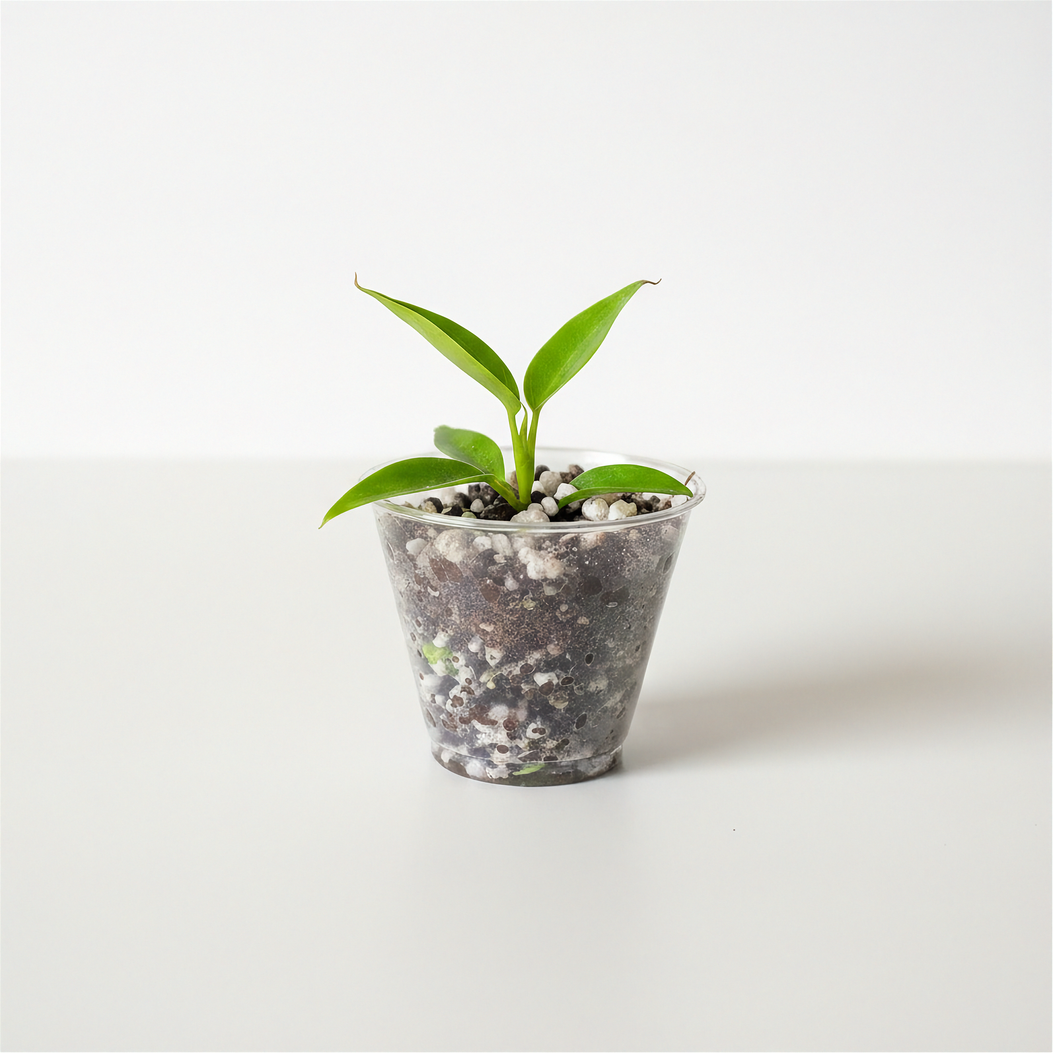Philodendron Spiritus Sancti