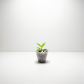 Philodendron Spiritus Sancti