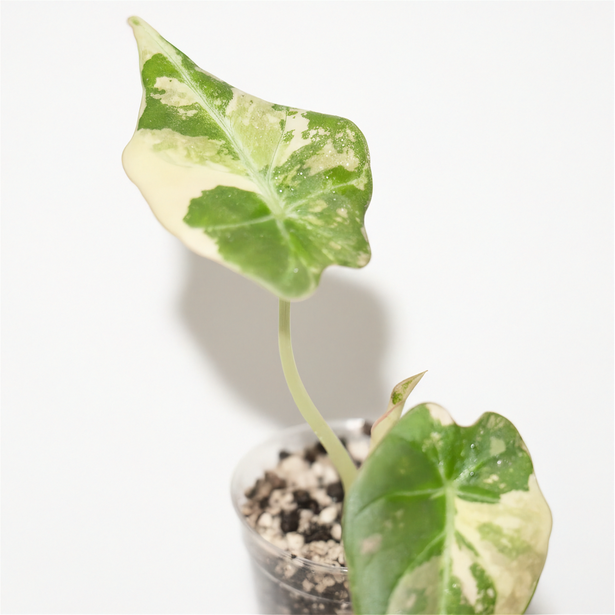 Alocasia Black Velvet Pink Variegated velvet foliage