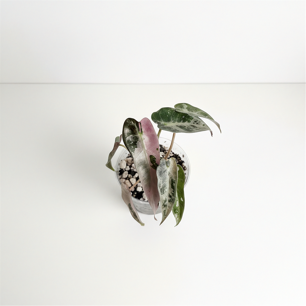 Alocasia Bambino Pink Variegated leaf form