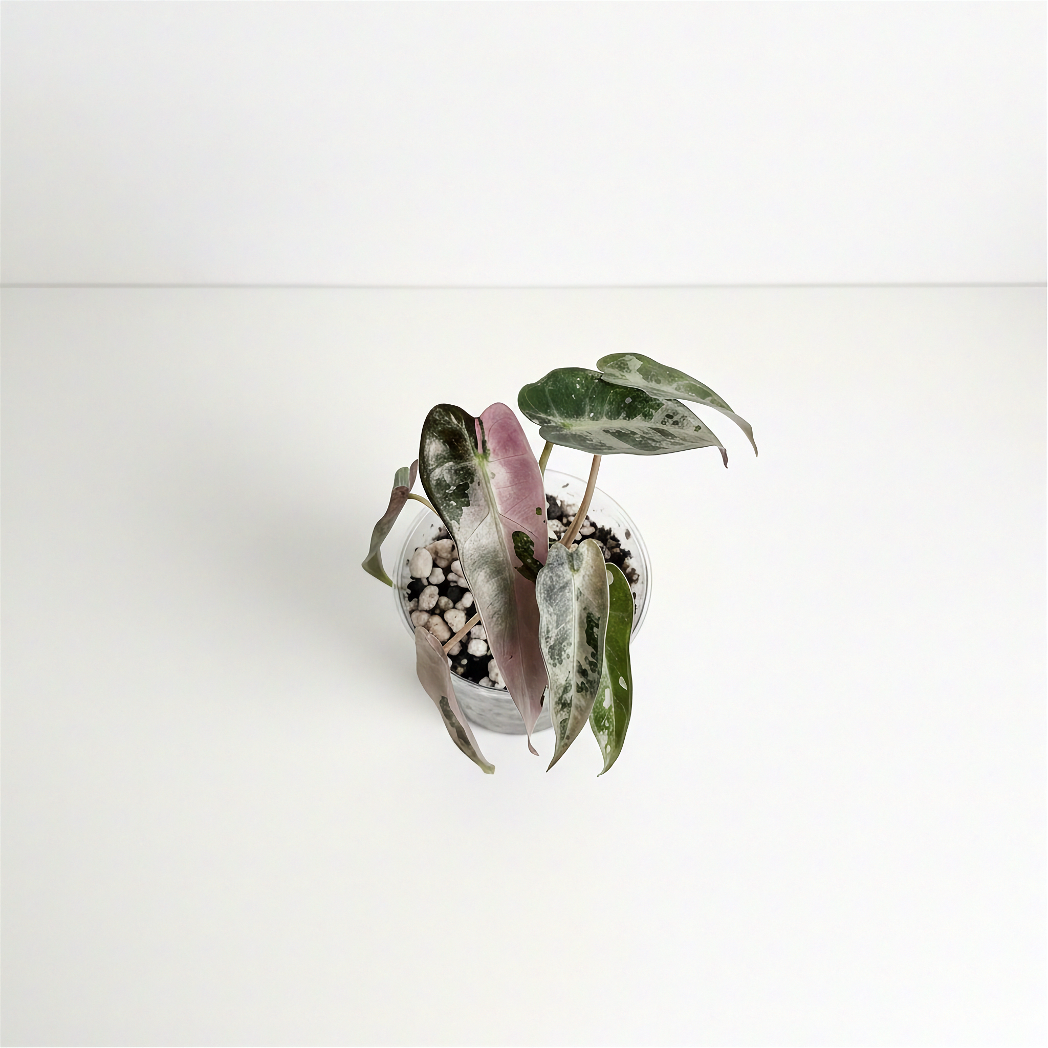 Alocasia Bambino Pink Variegated leaf form