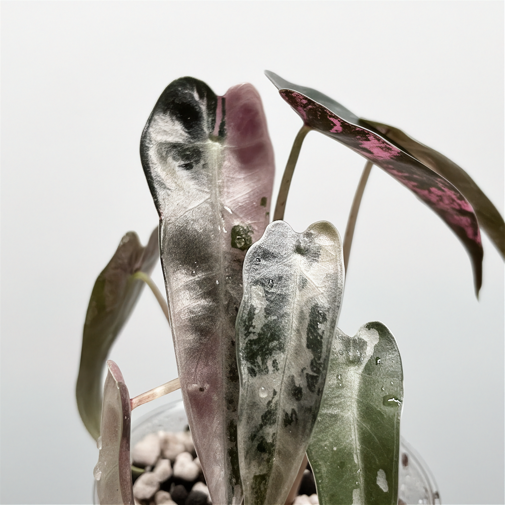Alocasia Bambino Pink
