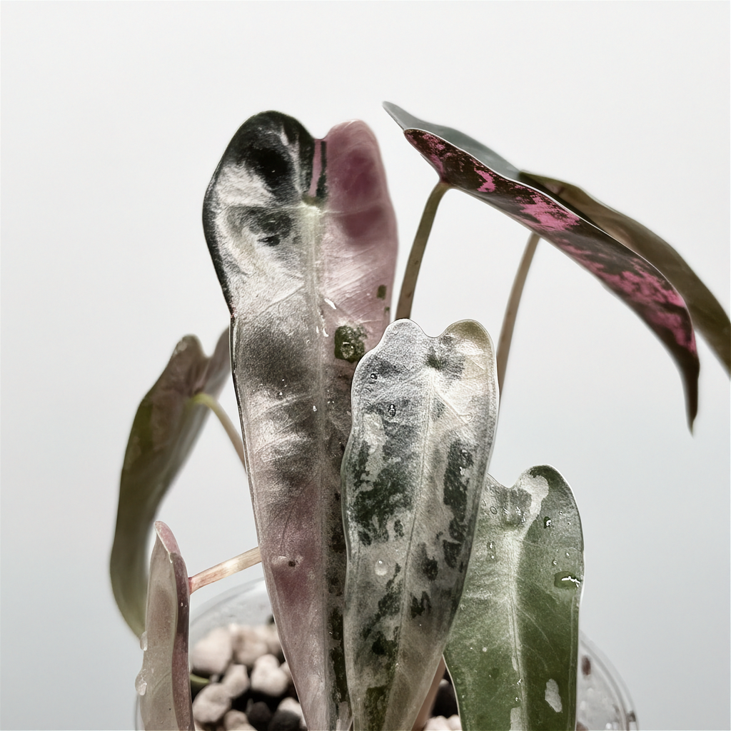 Alocasia Bambino Rose Panaché